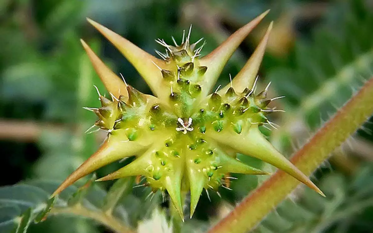 Tribulus Terrestris