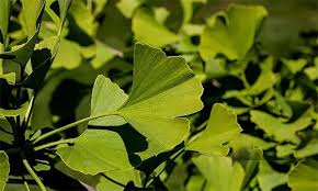 Ginkgo Biloba