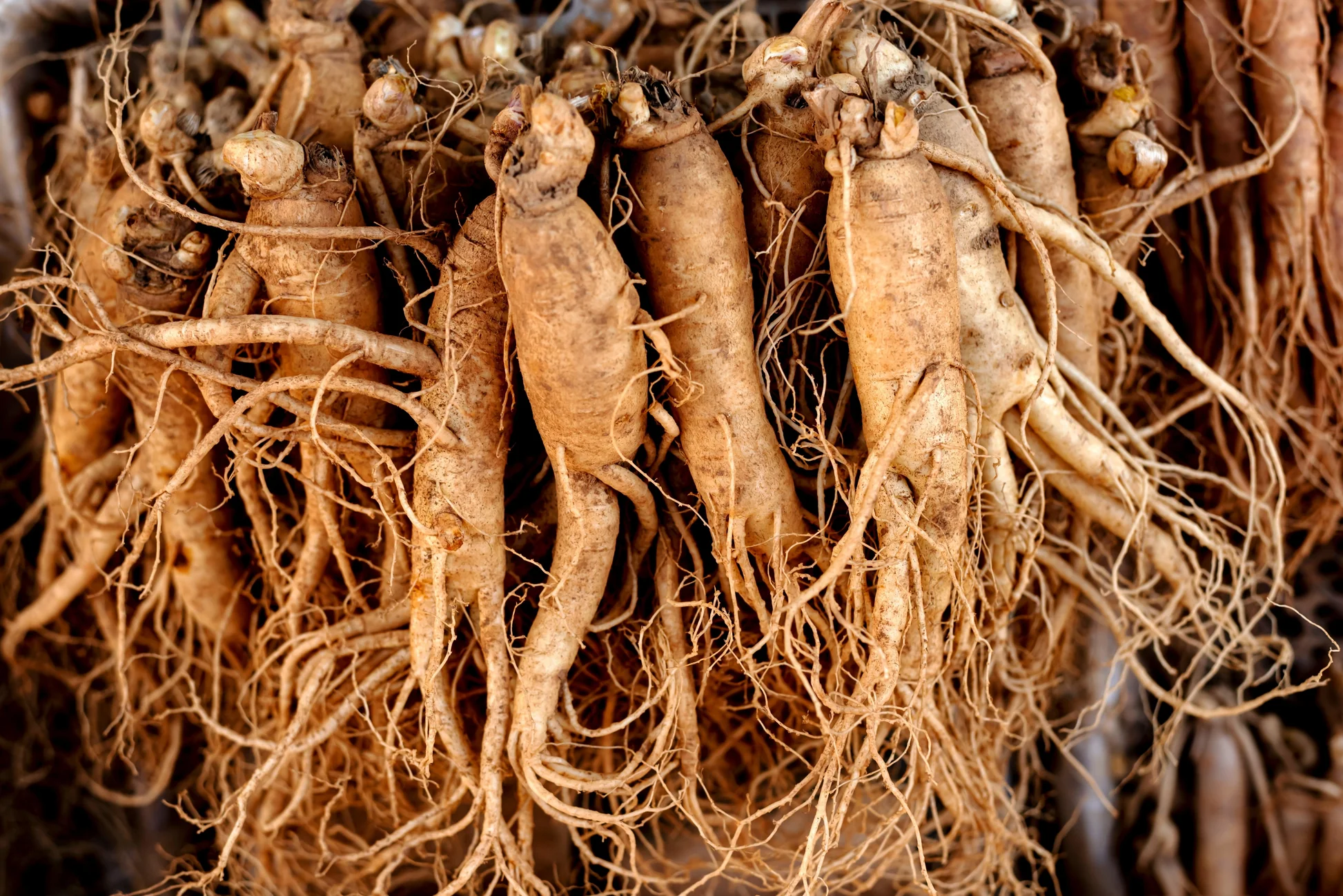 Panax Ginseng